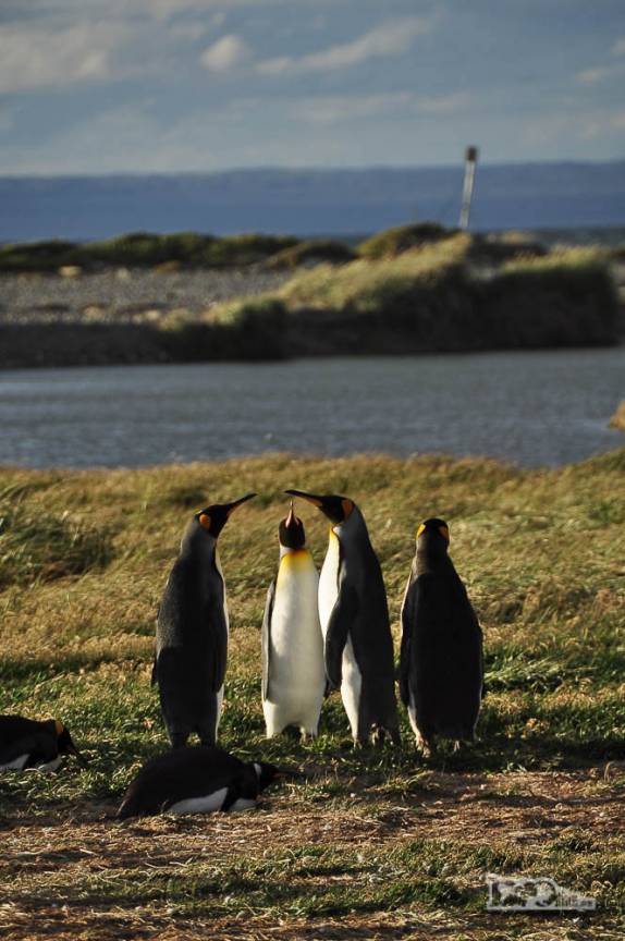 Fim de tarde em pinguinera na Terra do Fogo, no sul do Chile